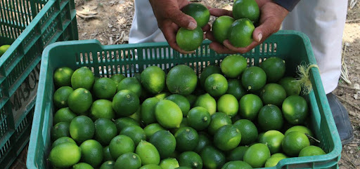 Precio del limón en Oaxaca cae 50%, productores en crisis