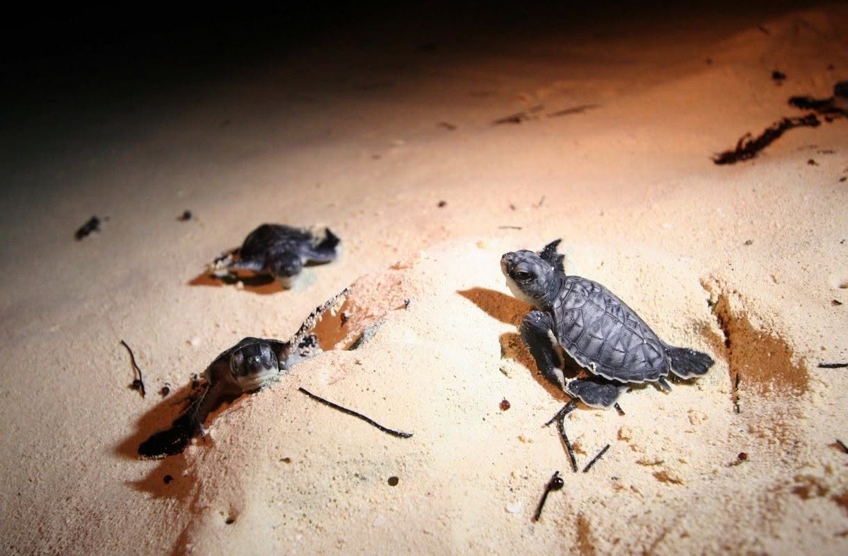 Más de 163 mil crías de tortuga llegan al mar en Playa del Carmen