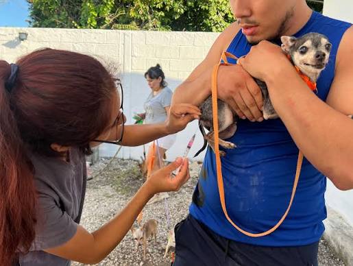 Aplican 115 vacunas antirrábicas en Cancún