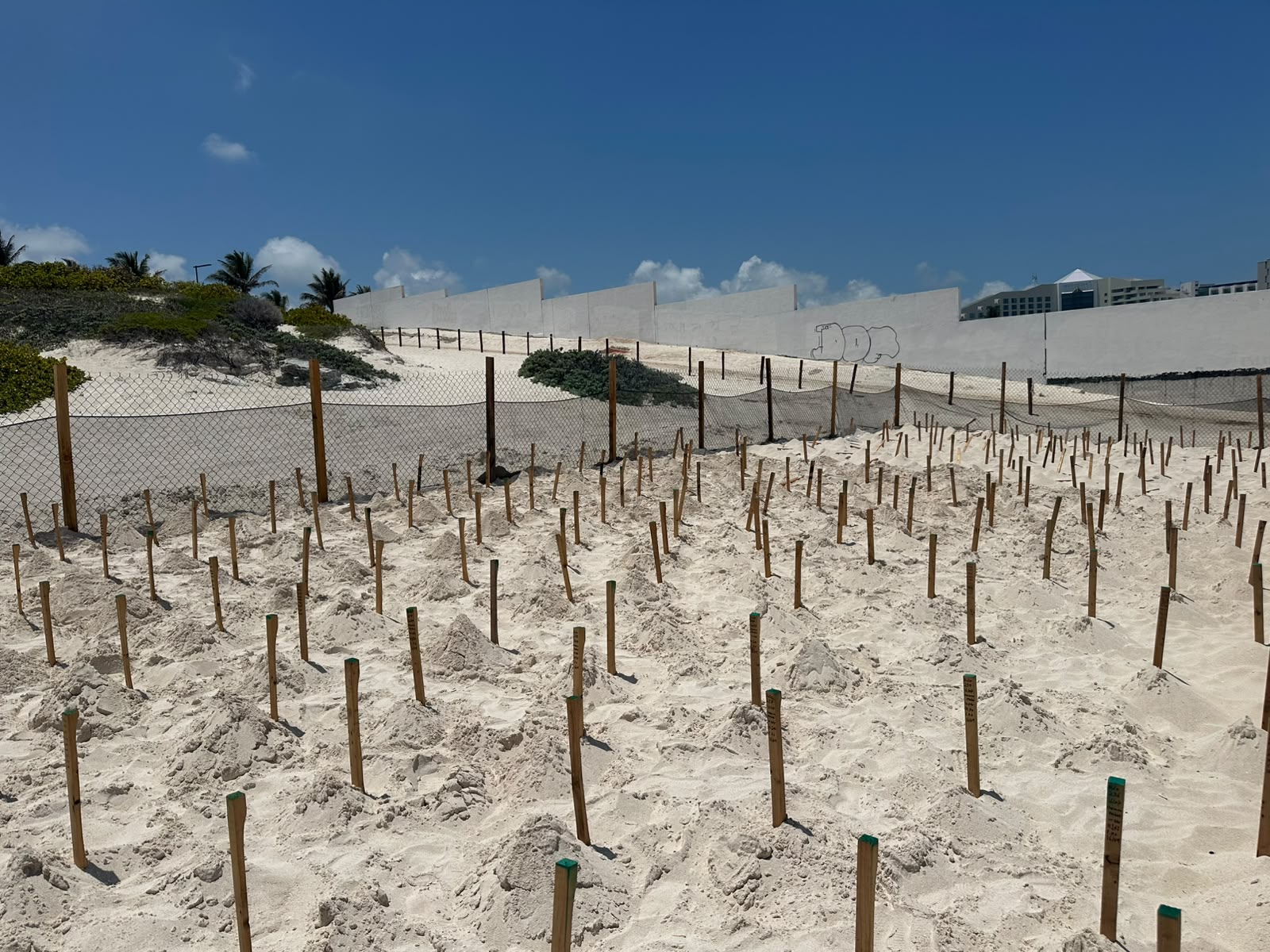 Cancún registra 203 mil crías de tortugas marinas en 2026