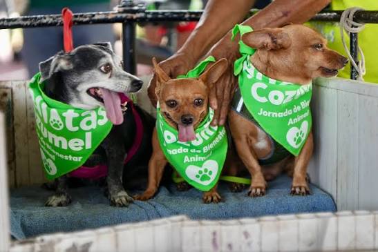 Cozumel ofrece vacunas y microchips gratis en Jornada Huellitas
