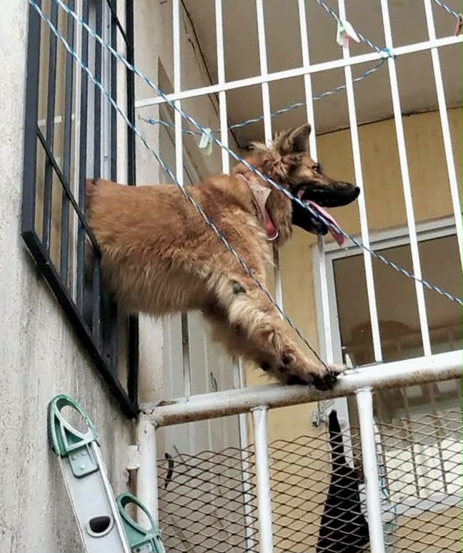 Policía Ecológica de Kanasín rescata a perrita atrapada en ventana