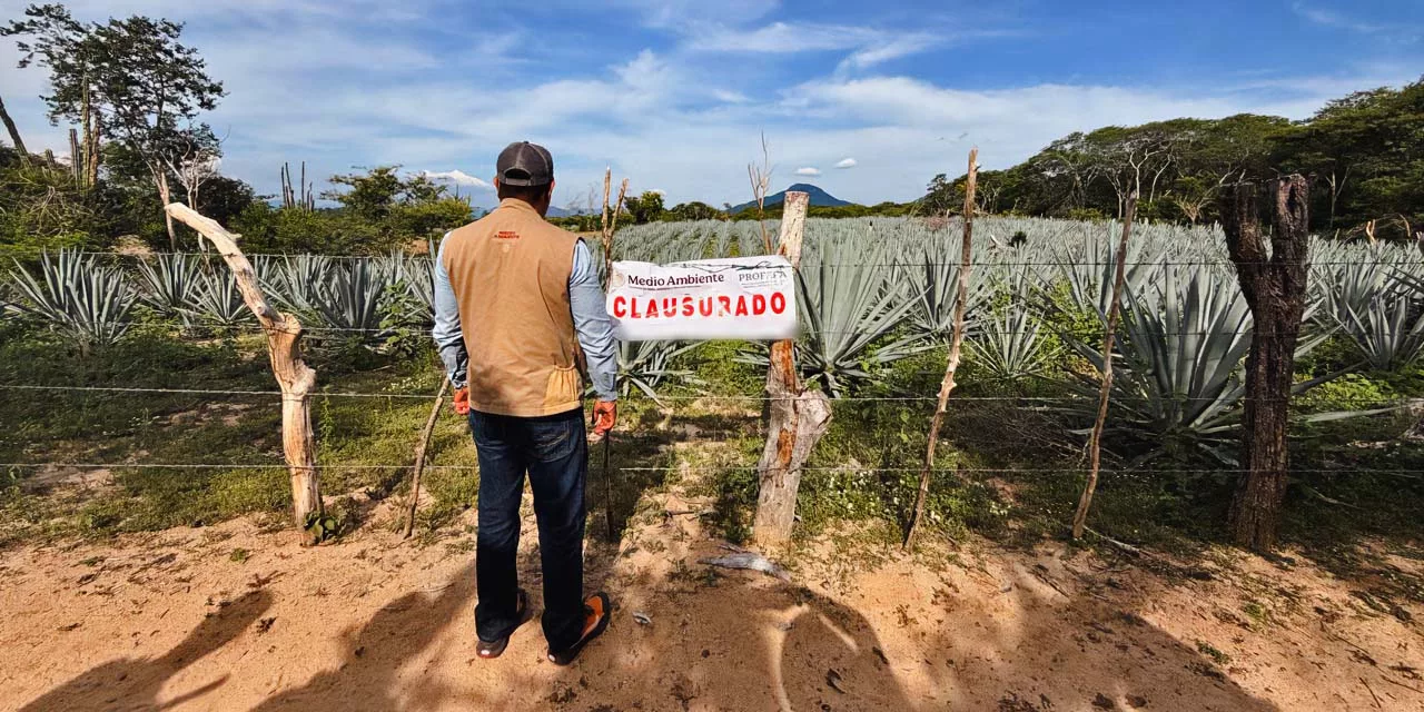 Profepa frena devastación de selva en Playa Grande, Oaxaca