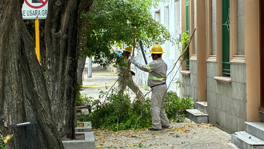 CFE poda árboles en Veracruz ante llegada de frentes fríos