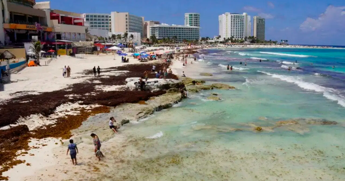 Reportan 6 mil toneladas de sargazo en Caribe Mexicano