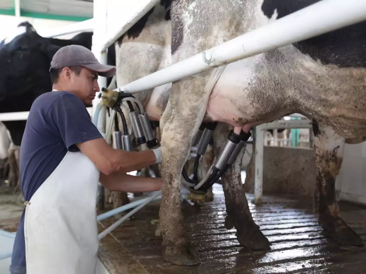 Planta lechera en Campeche impulsará ganadería de Q.Roo